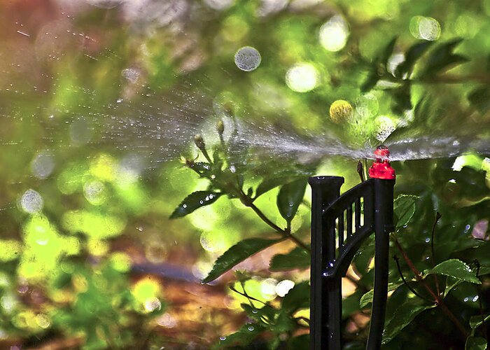 Watering Garden Greeting Card featuring the photograph Summertime Refreshment by Carolyn Marshall