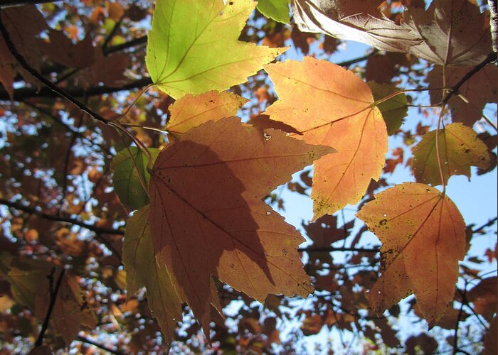 Leaves Greeting Card featuring the photograph Sun-lite Fall Leaves by Donna Brown