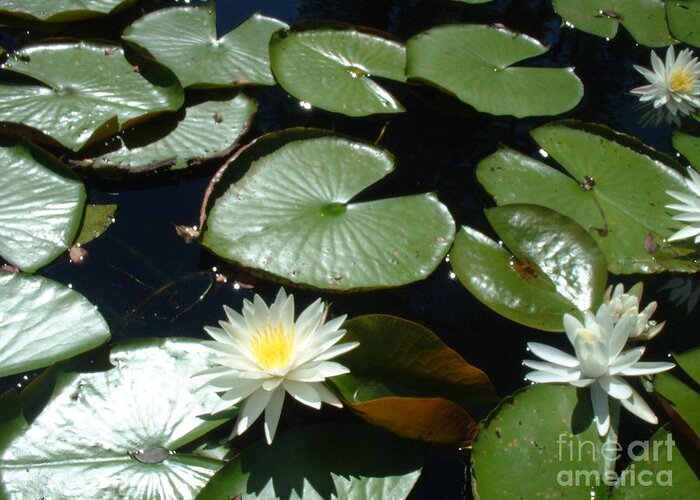 Lilly Pad Greeting Card featuring the photograph Sun Lovers by Mark Robbins