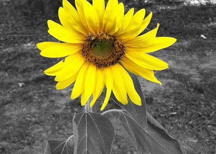 Plant Greeting Card featuring the photograph Sunflower by Derek M