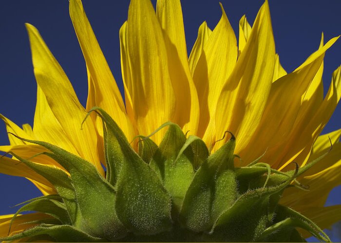 Sunflower Greeting Card featuring the photograph Sunflower by Garry Gay
