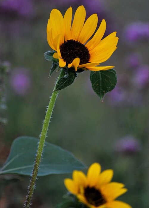 Flowers Greeting Card featuring the photograph Sunflower in a Field by Amee Cave