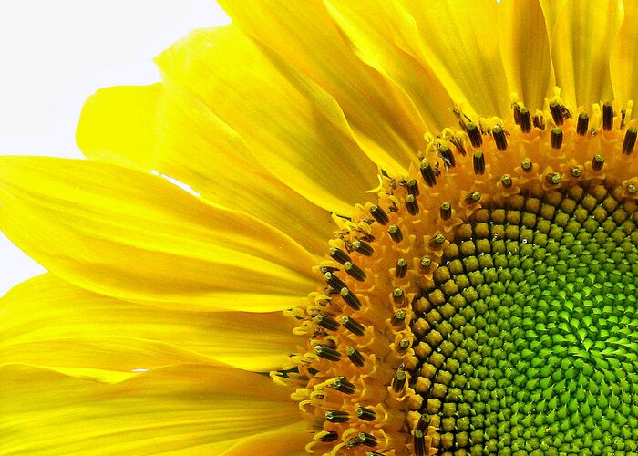 Sunflower Greeting Card featuring the photograph Sunflower Segments by Bruce Carpenter