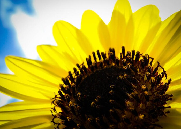 Sunflower Greeting Card featuring the photograph Sunflower Sky II by Stacy Michelle Smith