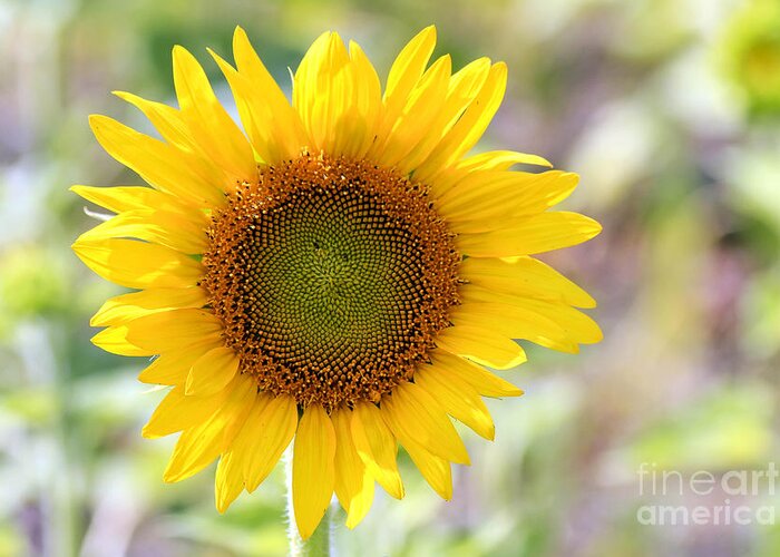 Flower Greeting Card featuring the photograph Sunflower by Teresa Zieba