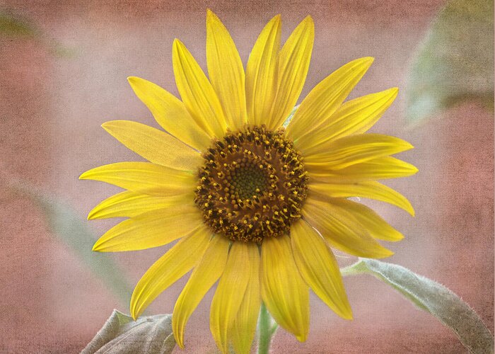 Sunflower Greeting Card featuring the photograph Sunflower Warmth by Sandi OReilly