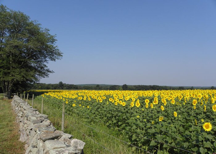 Sunflowers Greeting Card featuring the photograph Sunflowers in the Country by Kim Galluzzo
