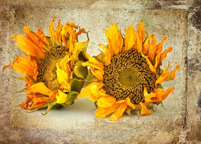 Sun Flowers Greeting Card featuring the photograph Sunflowers No 413 by James Bethanis