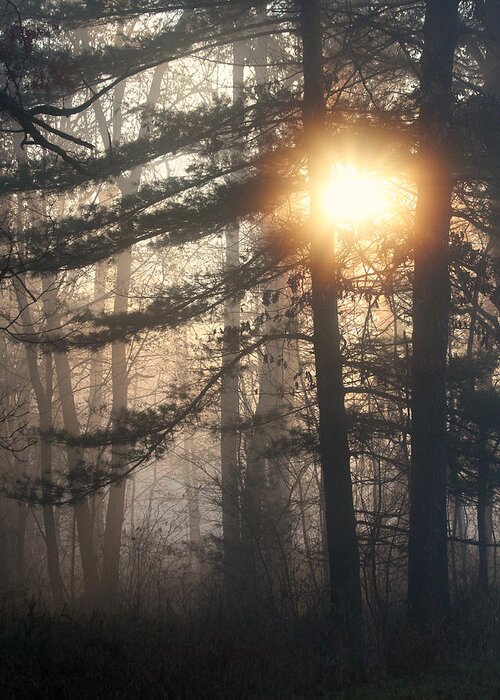  Greeting Card featuring the photograph Sunlight Breaking Through the Foggy Forest by Mark J Seefeldt