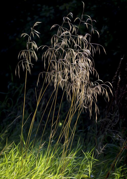 Clare Bambers Greeting Card featuring the photograph Sunlit Grasses. by Clare Bambers