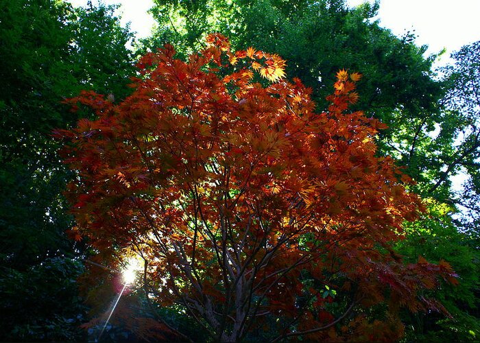 Maple Greeting Card featuring the photograph Sunlit Maple by Jerry Cahill