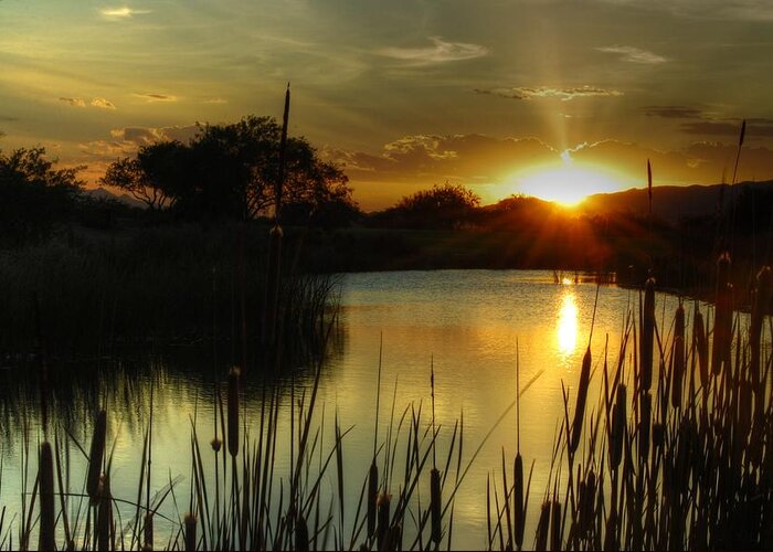 Pond Greeting Card featuring the photograph Sunset and Cattails by Tam Ryan