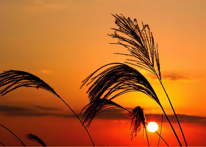 Sunset Greeting Card featuring the photograph Sunset and pampus by Jocelyn Kahawai