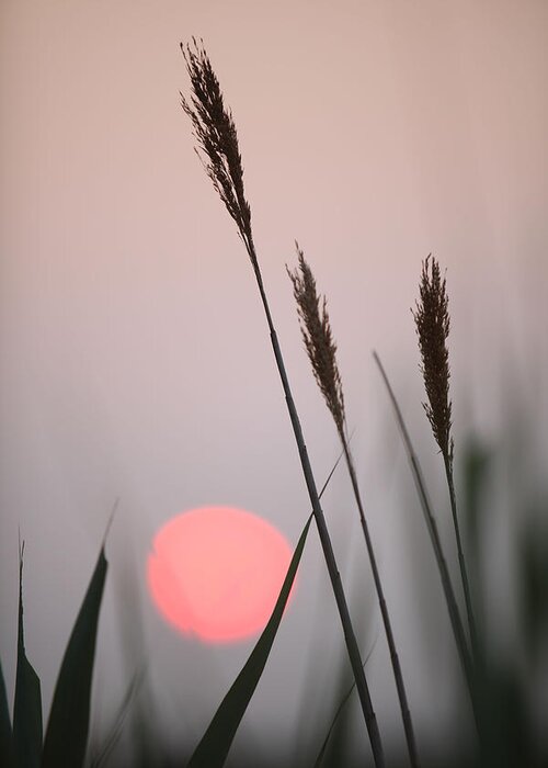 Reed Grass Greeting Card featuring the photograph Sunset at the Beach by Steve Gravano