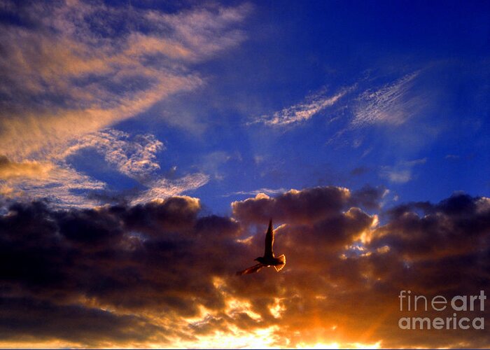 Seagull Greeting Card featuring the photograph Sunset Freedom by Thomas R Fletcher