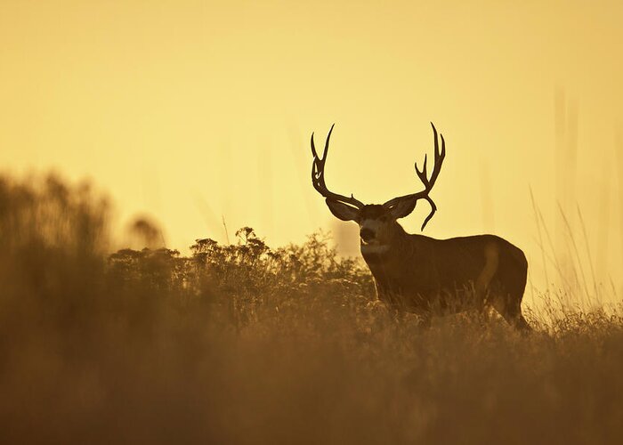 Mule Deer Greeting Card featuring the photograph Sunset Mule Deer Buck by D Robert Franz