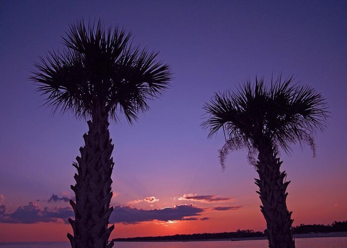 Sunset Greeting Card featuring the photograph Sunset through the Palms by Brian Wright