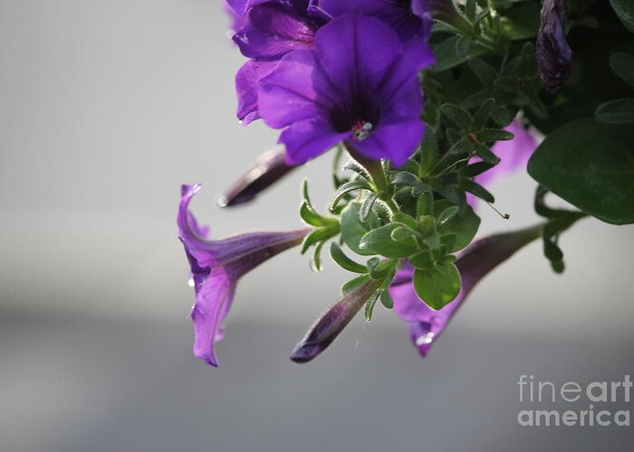 Flowers Greeting Card featuring the photograph Sunshine Petunias by Sheri Simmons