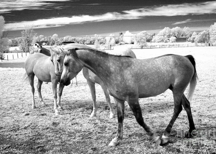 Horse Prints Greeting Card featuring the photograph Surreal Infrared Black White Horses Landscape by Kathy Fornal