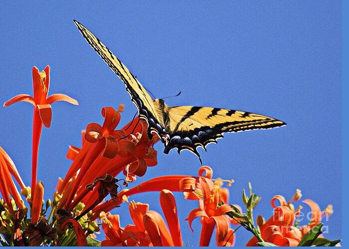 Alpine Black Swallowtail Greeting Card featuring the photograph Swallowtail Butterfly by John Kolenberg