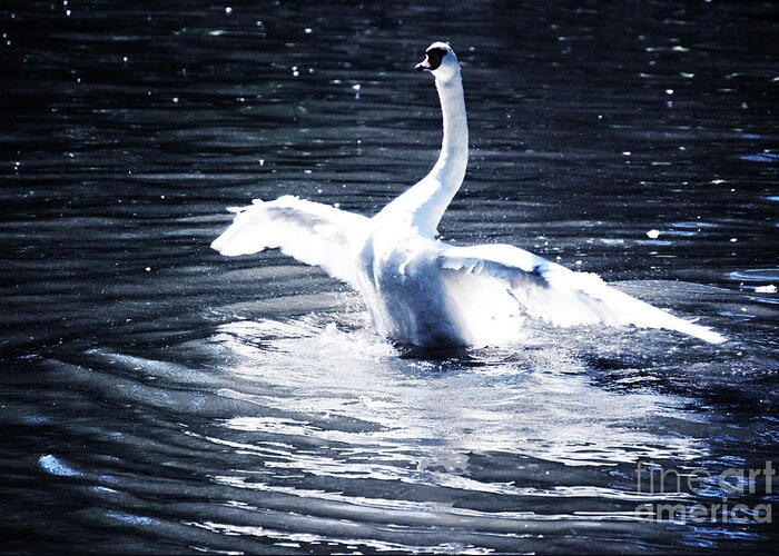 Swan Dancing Water Nature Bird Animal Motion Beautiful Splash Ripple Movement Glisten Sparkle Greeting Card featuring the photograph Swan by HD Connelly
