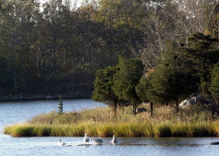 Swans Greeting Card featuring the photograph Swan Scenery by Kim Galluzzo