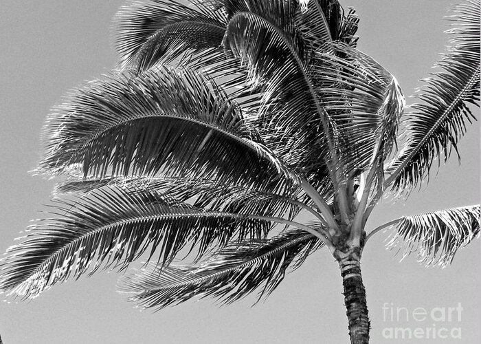 Coconut Palm Tree Greeting Card featuring the photograph Swaying  by Louise Peardon