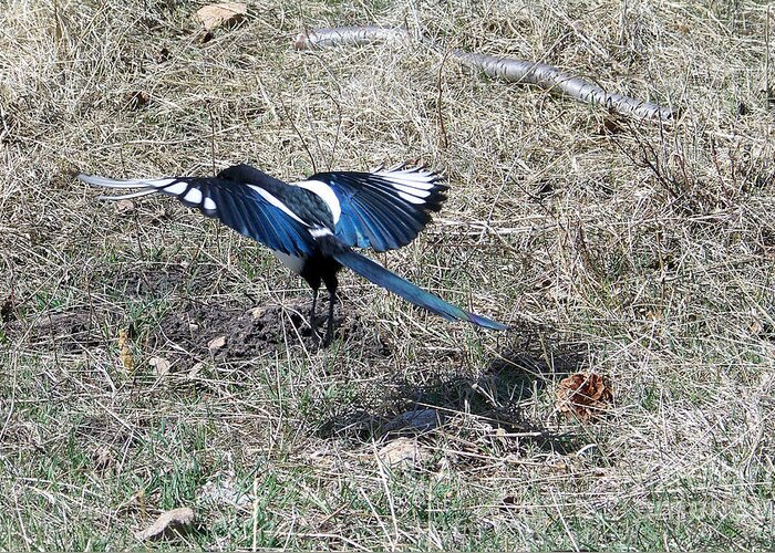 Magpie Greeting Card featuring the photograph Taking Off by Dorrene BrownButterfield