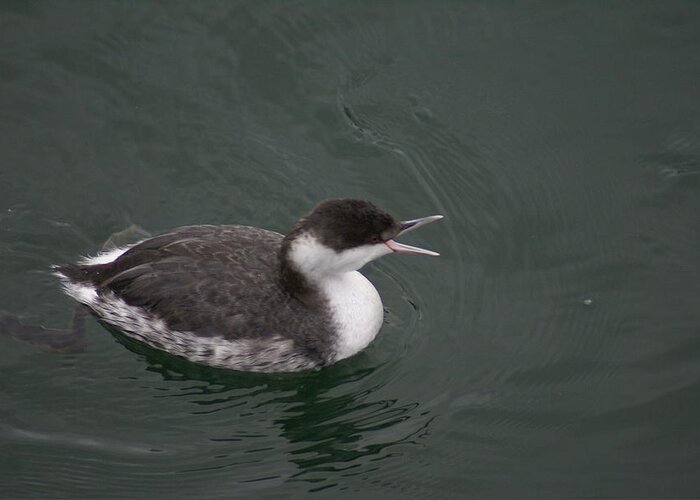Grebe Greeting Card featuring the photograph Talking Grebe by Jerry Cahill