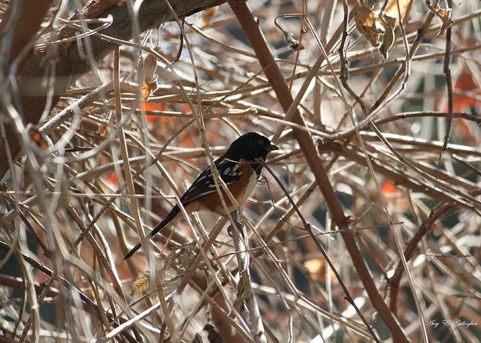  Spotted Towhee Greeting Card featuring the photograph Tangled by Amy Gallagher