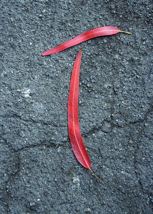 Leaves Red Black Texture Leaf Tao Sidewalk Fallen Oriental Zen Meditation Greeting Card featuring the photograph Tao by David Coblitz