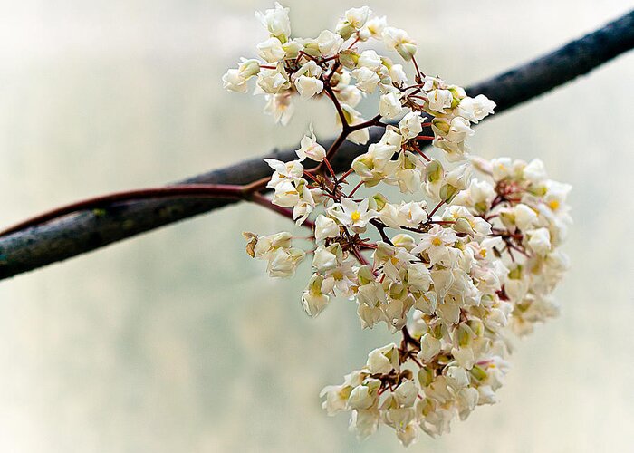 Floral Greeting Card featuring the photograph Tenderness by Anna Rumiantseva