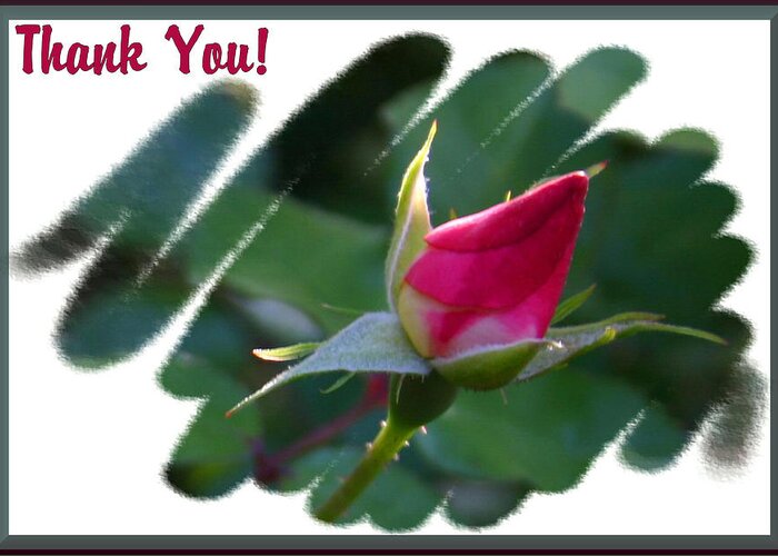 Rosebud Greeting Card featuring the photograph Thank You Bud by Kristin Elmquist