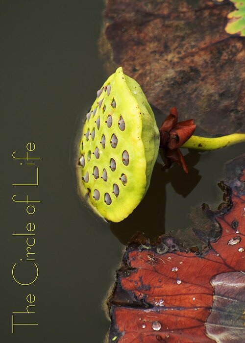 The Greeting Card featuring the photograph The Circle of Life by Kathy Clark