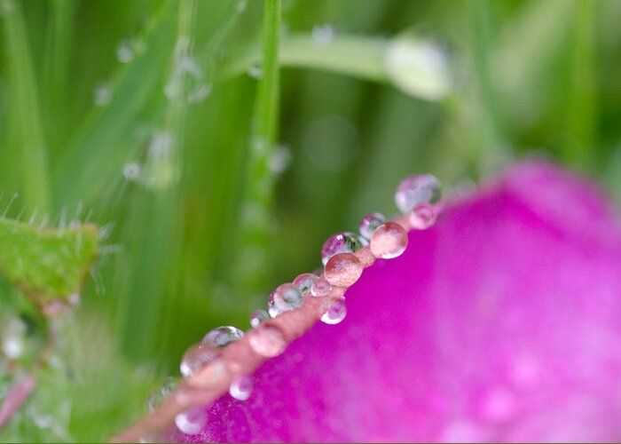 Raindrops Greeting Card featuring the photograph The Edge by Margaret Pitcher