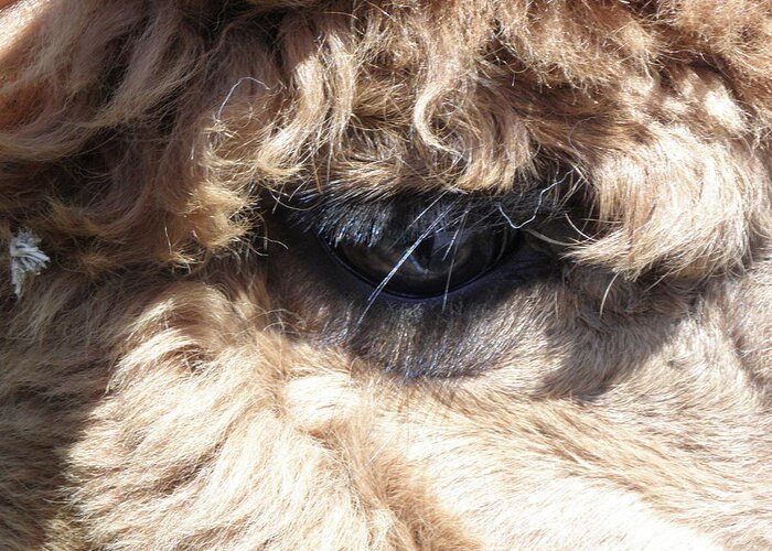 Alpaca Greeting Card featuring the photograph The Eye of an Alpaca by Kim Galluzzo