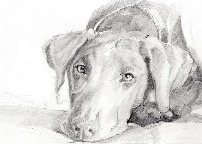 Labrador Retriever Greeting Card featuring the drawing The Face Of Love by Sheila Wedegis