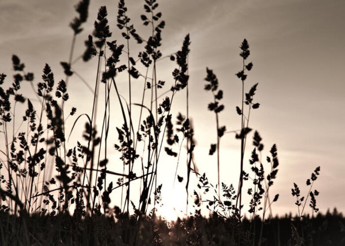 Grass Greeting Card featuring the photograph The grass at sunset by Michael Goyberg