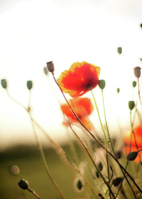 Poppies Greeting Card featuring the photograph The Last Poppies of Summer 1 by Max Blinkhorn