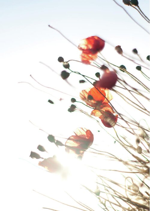 Poppies Greeting Card featuring the photograph The Last Poppies of Summer 4 by Max Blinkhorn