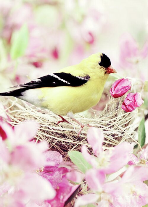 Spring Greeting Card featuring the photograph The Little Finch by Stephanie Frey