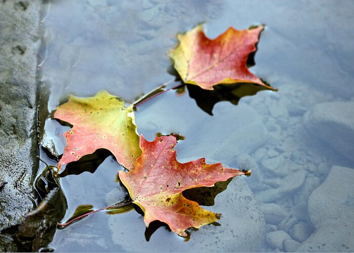 Fall Colors Greeting Card featuring the photograph The maple leaf by Nick Mares