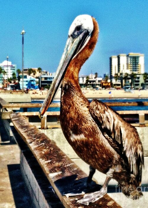 Pelican Greeting Card featuring the photograph The Mayor of Venice Pier by Daniele Smith