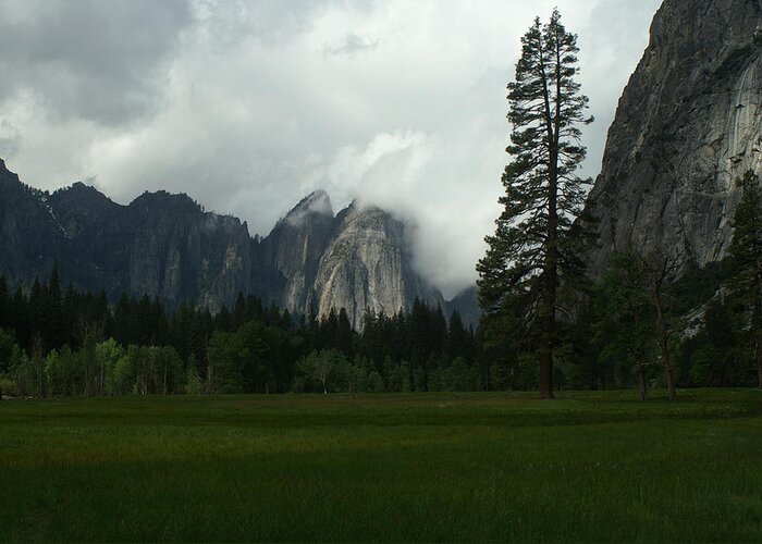 Yosemite Greeting Card featuring the photograph The Meadow The Tree The Fog by David Armentrout
