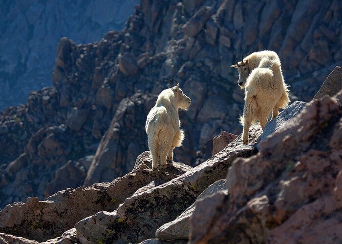 Mountain Goats; Posing; Group Photo; Baby Goat; Nature; Colorado; Crowd; Nature; Greeting Card featuring the photograph The Mountaineers by Jim Garrison