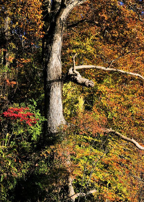 Fall Greeting Card featuring the photograph The Power of Autumn by JC Findley