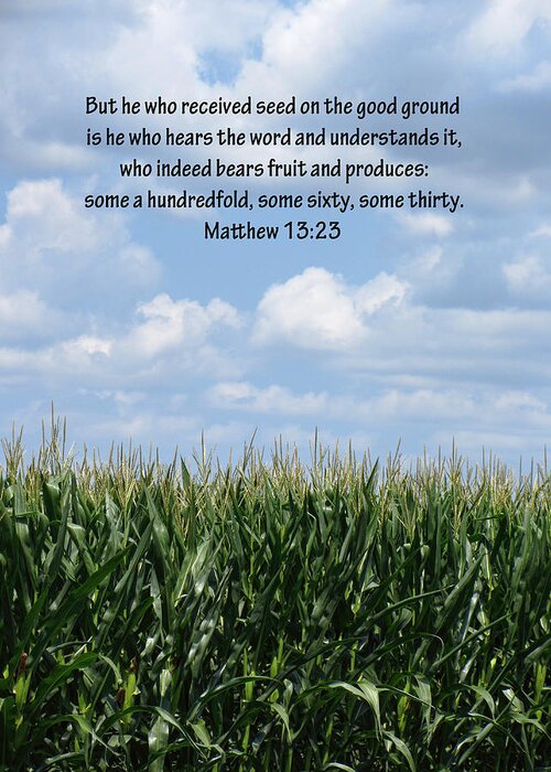 Corn Fields Greeting Card featuring the photograph The Seed In Good Ground by Kathy Clark