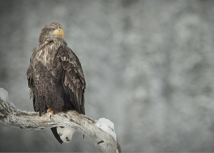 Eagle Greeting Card featuring the photograph The Surveyor by Andy Astbury
