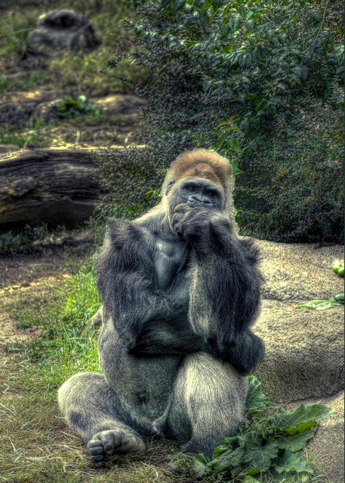 The Thinker Greeting Card featuring the photograph The Thinker by William Fields