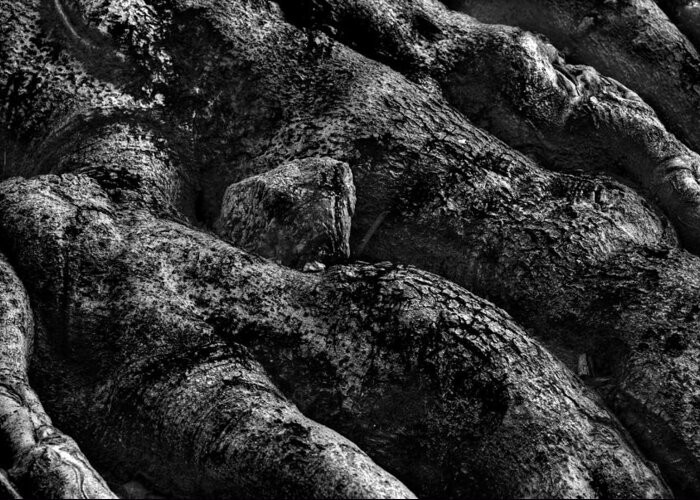 B & W Greeting Card featuring the photograph The Turtle Rock in Trees by Dennis Dame